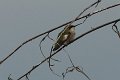 Waco Broad-tailed Hummer